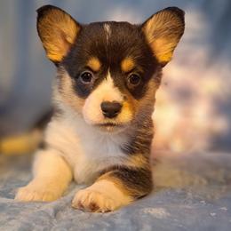 Butterball - Black and tan female American Corgi puppy in Gouverneur, New York from St. Lawrence Corgis
