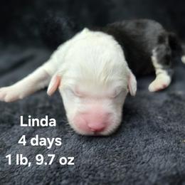 Girl 2 - female Old English Sheepdog puppy in Sutherlin, Oregon from Sapphire Eyes Sheepdogs