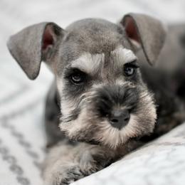 Handsome - Salt and pepper male Miniature Schnauzer puppy in Snowflake / Phoenix, Arizona from Snowflake Schnauzers