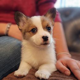Speck - Sable female Pembroke Welsh Corgi puppy in Sidney, Ohio from Cozy Corgi Ranch