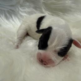 Boy Puppy (names coming) - Black and white male Jack Russell Terrier puppy in Yakima County, Washington from Saddle Rock Kennels