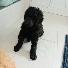 Tan - Black male Poodle puppy in Big Rapids, Michigan from Meeker's Ridge Standard Poodles