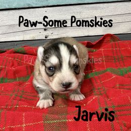 Jarvis - Silver and white male Pomsky puppy in Krum, Texas from Paw-Some Pomskies