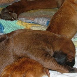 Rhodesian Ridgeback Puppies from Fawn Millette