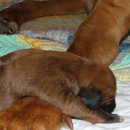 Rhodesian Ridgeback Puppies from Fawn Millette