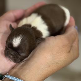 Girl 1 - Liver and white female Shih Tzu puppy in Ocala, Florida from Mimi's Shih-tzus of Ocala