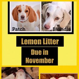 Beagle, Jack Russell Terrier, and Russell Terrier Puppies from Mountain Top