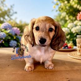 AFDs Oliver - Cream male Dachshund puppy in Waverly, Ohio from Always Faithful Dachshunds