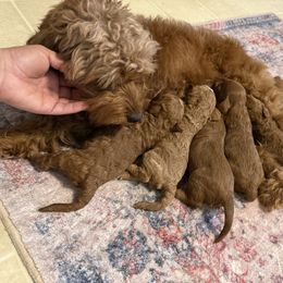 Red collar - Red male Cavapoo puppy in Wesson, Mississippi from Southern Country Doodles