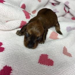 Taylor - Brindle female Dachshund puppy in Lake City, Florida from My Ditzy Doxies of Florida