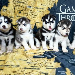 Maltese and Siberian Husky Puppies from Nyx’s Pack