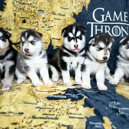 Maltese and Siberian Husky Puppies from Nyx’s Pack