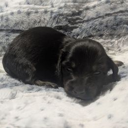 2 Black and cream - Black and cream male Dachshund puppy in Central Point, Oregon from MRS Long Dog Ranch