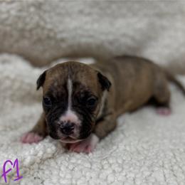 Girl 1 - Red brindle female American Pit Bull Terrier puppy in Nine Mile Falls, Washington from Bartin Kennels