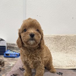 Duke - Red male Cavapoo puppy in Richards, Missouri from TMJ Dachshunds & More