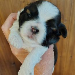 Maggie - Red and white female Shih Tzu puppy in Palmyra, New York from Karen's Tzus of Palmyra-Macedon
