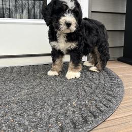Bruno - Tri-color male Bernedoodle puppy in Holtwood, Pennsylvania from Country Ridge Puppies