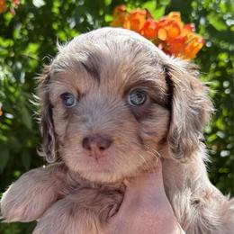 Adalyn - Merle female Cavapoo puppy in Tucson, Arizona from Adored Poodle & Doodles