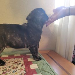"Born March 15, 2022" French Bulldog Puppies from Bonjour Bullies
