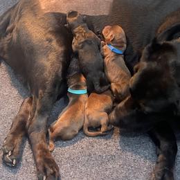 Labrador Retriever puppies from Inna's Labrador Retrievers