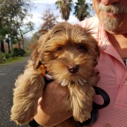 Havanese All Grown Up from HavtaHavRhavanese