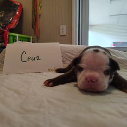 Cruz - Red male Boston Terrier puppy in Headland, Alabama from Crystal Carlisle's Boston Terriers