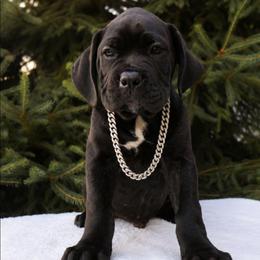 Max - Black brindle male Cane Corso puppy in Seattle, Washington from Grande Kennels