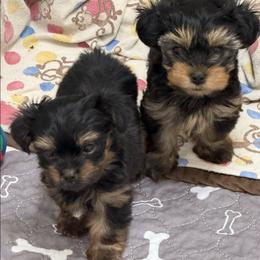 Yorkshire Terriers from Damours Yorkies