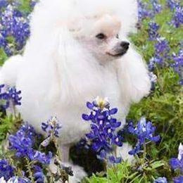 Poodles from Namida Toy Poodles