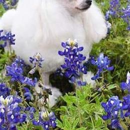 Poodles from Namida Toy Poodles