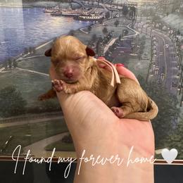 Cockapoo Puppies from Cutie Cockapoos Breeding