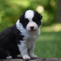 Girl 3 - Black tri-color female Australian Shepherd puppy in Pilot, Virginia from Obsidian Australian Shepherd