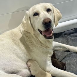 Martha - Labrador Retriever
