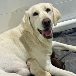 Martha - Labrador Retriever