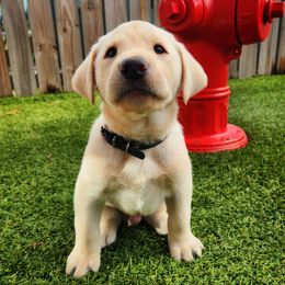 Westley - Black Collar - Yellow male Labrador Retriever puppy in Cocoa, Florida from Harrison's Lakeside Labradors LLC