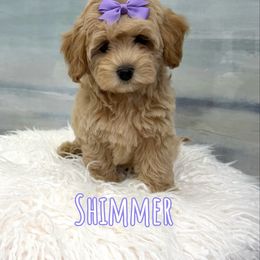 Shimmer - Apricot female Maltipoo puppy in Buford, Georgia from Petite Posh Puppies