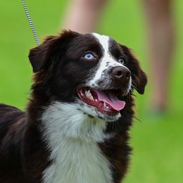 Crystal - Miniature American Shepherd