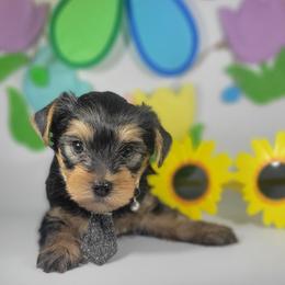 Red collar boy - Black and tan male Yorkshire Terrier puppy in Jacksonville, Florida from Yorkieology