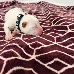 Black collar - Red male Cane Corso puppy in Snellville, Georgia from A Really Good Kennel