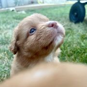 Lagoon - Red gold male Nova Scotia Duck Tolling Retriever puppy in Topeka, Kansas from Juniper Tollers
