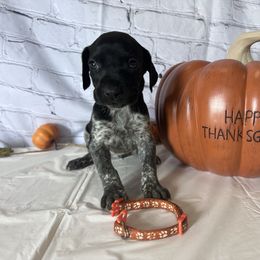 Orange - Black roan female German Shorthaired Pointer puppy in Newton Grove, North Carolina from Wayalife Labradors & Gsp’s