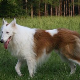Kazahana - Collie