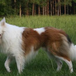 Kazahana - Collie