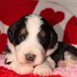 Kiss - Tri-color female Bernedoodle puppy in Beecher, Illinois from Erica’s Doodles