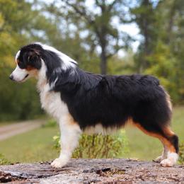 Australian Shepherd puppies from Sacré-Cœur Australian Shepherds