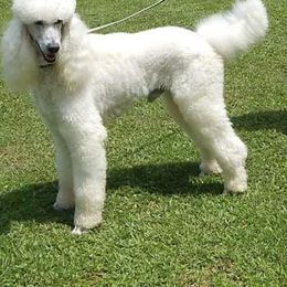 Poodle Puppies from Home of Doodles