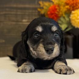 Peach - Black and cream female Dachshund puppy in Dothan, Alabama from Little House Pups