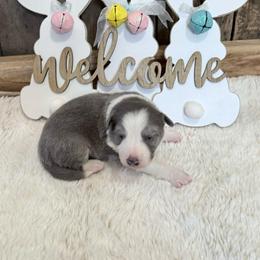 Meg - Slate female Border Collie puppy in Guffey, Colorado from Sunset Ridge
