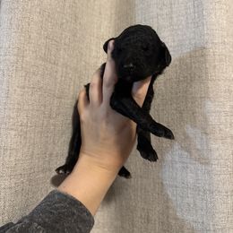 Black - Black female Goldendoodle puppy in Sanford, Florida from Florida Coast Golden Doodles