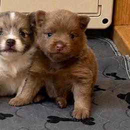 Boy b - Lavender male Pomeranian puppy in Knoxville, Tennessee from Thea's Puppies